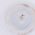  (Divellepidosis pallescens - FACE_023_B10)  @11 [ ] by  Genome Research Ltd as Wellcome Sanger Institute Genome Research Limited operating as Wellcome Sanger Institute