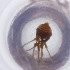  ( - FACE_028_C9)  @11 [ ] by  Genome Research Ltd as Wellcome Sanger Institute Genome Research Limited operating as Wellcome Sanger Institute
