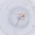  ( - FACE_032_G3)  @11 [ ] by  Genome Research Ltd as Wellcome Sanger Institute Genome Research Limited operating as Wellcome Sanger Institute