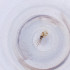 (Stomatosema - FACE_032_H7)  @11 [ ] by  Genome Research Ltd as Wellcome Sanger Institute Genome Research Limited operating as Wellcome Sanger Institute