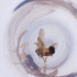  ( - FACE_032_H8)  @11 [ ] by  Genome Research Ltd as Wellcome Sanger Institute Genome Research Limited operating as Wellcome Sanger Institute