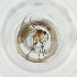  ( - FACE_038_C12)  @11 [ ] by  Genome Research Ltd as Wellcome Sanger Institute Genome Research Limited operating as Wellcome Sanger Institute