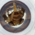  ( - FACE_082_D11)  @11 [ ] by  Genome Research Ltd as Wellcome Sanger Institute Genome Research Limited operating as Wellcome Sanger Institute
