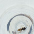  (Synergus sp. motu 4 - FACE_091_C3)  @11 [ ] by  Genome Research Ltd as Wellcome Sanger Institute Genome Research Limited operating as Wellcome Sanger Institute