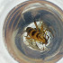  ( - FACE_110_C8)  @11 [ ] by  Genome Research Ltd as Wellcome Sanger Institute Genome Research Limited operating as Wellcome Sanger Institute