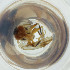  (Clusiodes gentilis - FACE_118_C8)  @11 [ ] by  Genome Research Ltd as Wellcome Sanger Institute Genome Research Limited operating as Wellcome Sanger Institute