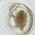  ( - FACE_154_H3)  @11 [ ] by  Genome Research Ltd as Wellcome Sanger Institute Genome Research Limited operating as Wellcome Sanger Institute