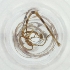  ( - FACE_195_C8)  @11 [ ] by  Genome Research Ltd as Wellcome Sanger Institute Genome Research Limited operating as Wellcome Sanger Institute