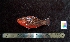  ( - WEH_3 31 3_SNIGER)  @11 [ ] Copyright (2017) FADLI Unspecified