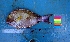  ( - WEH_BBG1_XANTHOPTERUS)  @11 [ ] Copyright (2017) FADLI Unspecified
