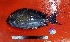  ( - WEH_BBG2_XANTHOPTERUS)  @11 [ ] Copyright (2017) FADLI Unspecified