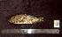  ( - WEH_KPANEING_MERRA)  @11 [ ] Copyright (2017) FADLI Unspecified