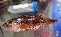  ( - WEH_Sampel_031_MERRA)  @11 [ ] Copyright (2017) FADLI Unspecified