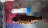  ( - WEH_Sampl_021_MERRA)  @11 [ ] Copyright (2017) FADLI Unspecified