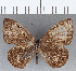 (Eurybia sp. CF29 - CFC10001)  @14 [ ] Copyright (2019) Christer Fahraeus Center For Collection-Based Research