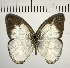  (Pareuptychia hesionides - CFC10385)  @14 [ ] Copyright (2018) Christer Fahraeus Center For Collection-Based Research