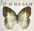  (Pareuptychia summandosa - CFC10485)  @13 [ ] Copyright (2018) Christer Fahraeus Center For Collection-Based Research