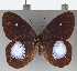  ( - CFC10563)  @11 [ ] Copyright (2019) Christer Fahraeus Center For Collection-Based Research