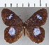  ( - CFC10817)  @11 [ ] Copyright (2019) Christer Fahraeus Center For Collection-Based Research