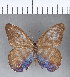  ( - CFC10883)  @11 [ ] Copyright (2018) Christer Fahraeus Center For Collection-Based Research