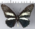 ( - CFC01111)  @13 [ ] Copyright (2018) Christer Fahraeus Center For Collection-Based Research