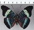  ( - CFC01114)  @11 [ ] Copyright (2019) Christer Fahraeus Center For Collection-Based Research