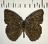  ( - CFC11338)  @11 [ ] Copyright (2018) Christer Fahraeus Center For Collection-Based Research