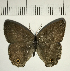  (Cissia penelope - CFC11365)  @11 [ ] Copyright (2018) Christer Fahraeus Center For Collection-Based Research