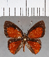  ( - CFC11656)  @11 [ ] Copyright (2019) Christer Fahraeus Center For Collection-Based Research