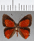  ( - CFC11665)  @11 [ ] Copyright (2019) Christer Fahraeus Center For Collection-Based Research