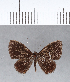  ( - CFC11941)  @11 [ ] Copyright (2018) Christer Fahraeus Center For Collection-Based Research