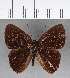  (Euselasia sp. CF96 - CFC11997)  @11 [ ] Copyright (2019) Christer Fahraeus Center For Collection-Based Research