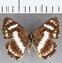  (Thisbe sp. CF07 - CFC12008)  @13 [ ] Copyright (2019) Christer Fahraeus Center For Collection-Based Research