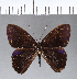  ( - CFC12133)  @11 [ ] Copyright (2018) Christer Fahraeus Center For Collection-Based Research