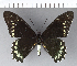  (Battus madyes - CFC12164)  @11 [ ] Copyright (2018) Christer Fahraeus Center For Collection-Based Research