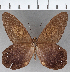  ( - CFC12227)  @11 [ ] Copyright (2019) Christer Fahraeus Center For Collection-Based Research