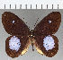 ( - CFC12266)  @11 [ ] Copyright (2019) Christer Fahraeus Center For Collection-Based Research