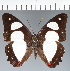  ( - CFC01228)  @11 [ ] copyright (2023) Center For Collection-Based Research Center For Collection-Based Research