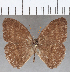  ( - CFC12558)  @11 [ ] copyright (2020) Christer Fahraeus Center For Collection-Based Research