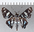  ( - CFC01276)  @11 [ ] Copyright (2019) Christer Fahraeus Center For Collection-Based Research