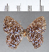  (Dysmathia sp. CF01 - CFC12878)  @11 [ ] Copyright (2018) Christer Fahraeus Center For Collection-Based Research