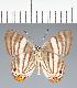  (Euselasia sp. CF10 - CFC12910)  @11 [ ] copyright (2022) Center For Collection-Based Research Center For Collection-Based Research