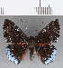  ( - CFC12958)  @11 [ ] Copyright (2019) Christer Fahraeus Center For Collection-Based Research