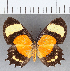 ( - CFC12969)  @11 [ ] Copyright (2019) Christer Fahraeus Center For Collection-Based Research