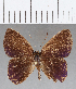  ( - CFC13033)  @11 [ ] Copyright (2019) Christer Fahraeus Center For Collection-Based Research