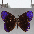  ( - CFC13040)  @11 [ ] Copyright (2019) Christer Fahraeus Center For Collection-Based Research