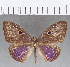  ( - CFC13063)  @11 [ ] Copyright (2019) Christer Fahraeus Center For Collection-Based Research