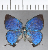  ( - CFC13294)  @11 [ ] Copyright (2018) Christer Fahraeus Center For Collection-Based Research