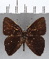  ( - CFC13374)  @11 [ ] Copyright (2019) Christer Fahraeus Center For Collection-Based Research