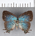  ( - CFC13396)  @11 [ ] Copyright (2018) Christer Fahraeus Center For Collection-Based Research